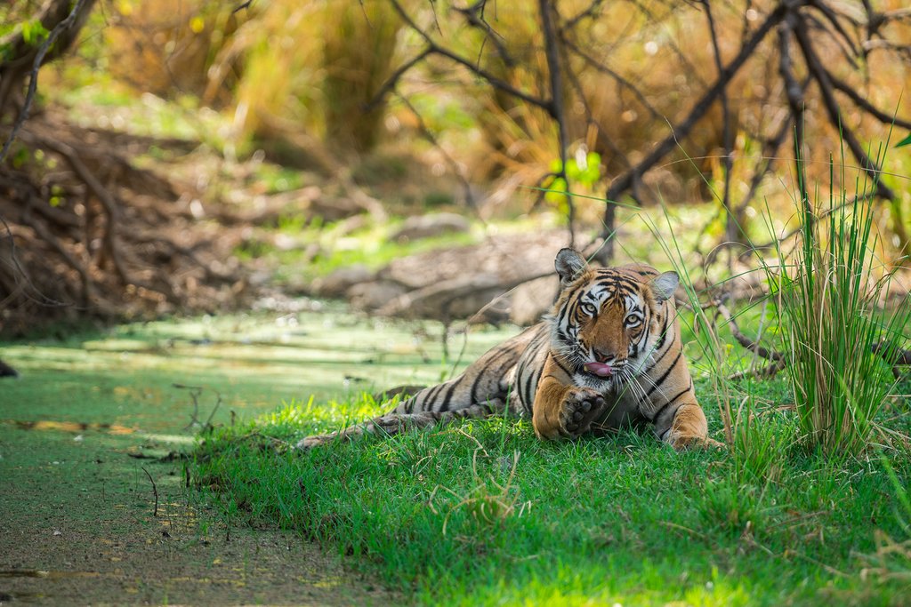 Female Bengal tiger in Ranthambore