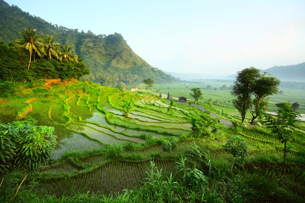 Rice fields in Bali