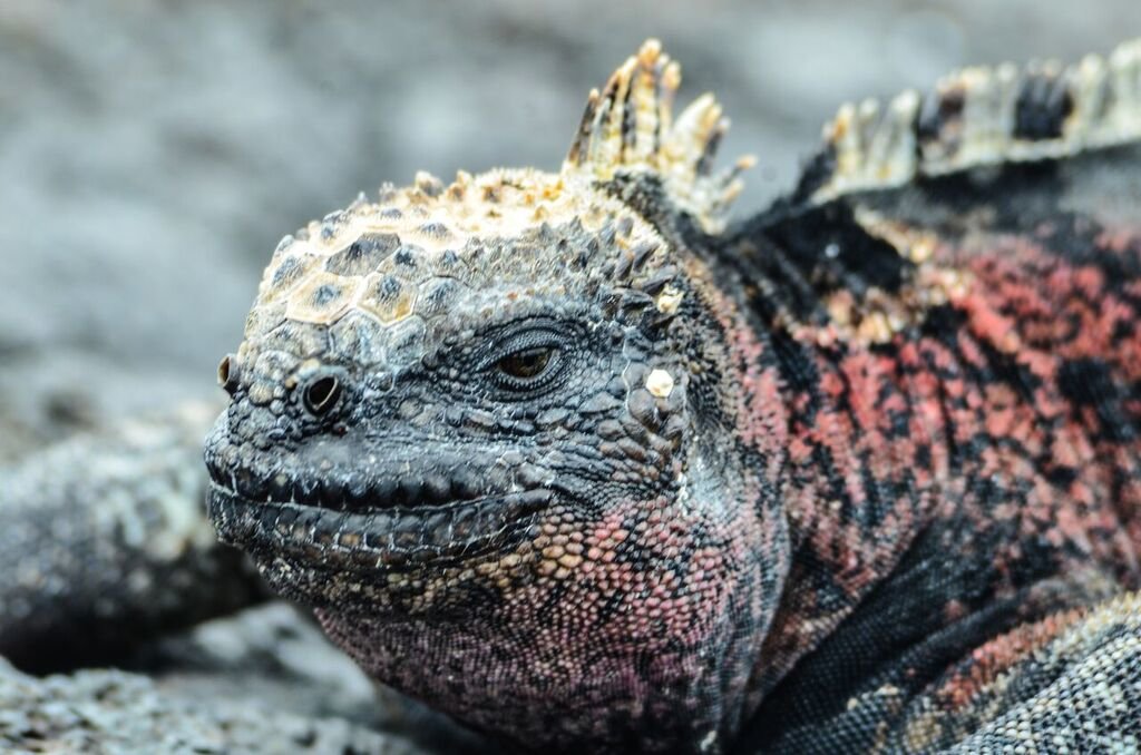 Fierce-looking marine iguanas are commonly spotted around the Galapagos.