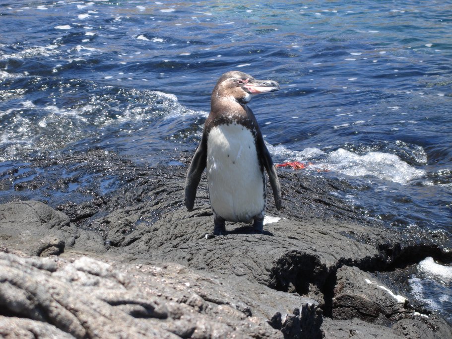 Humboldt Penguin