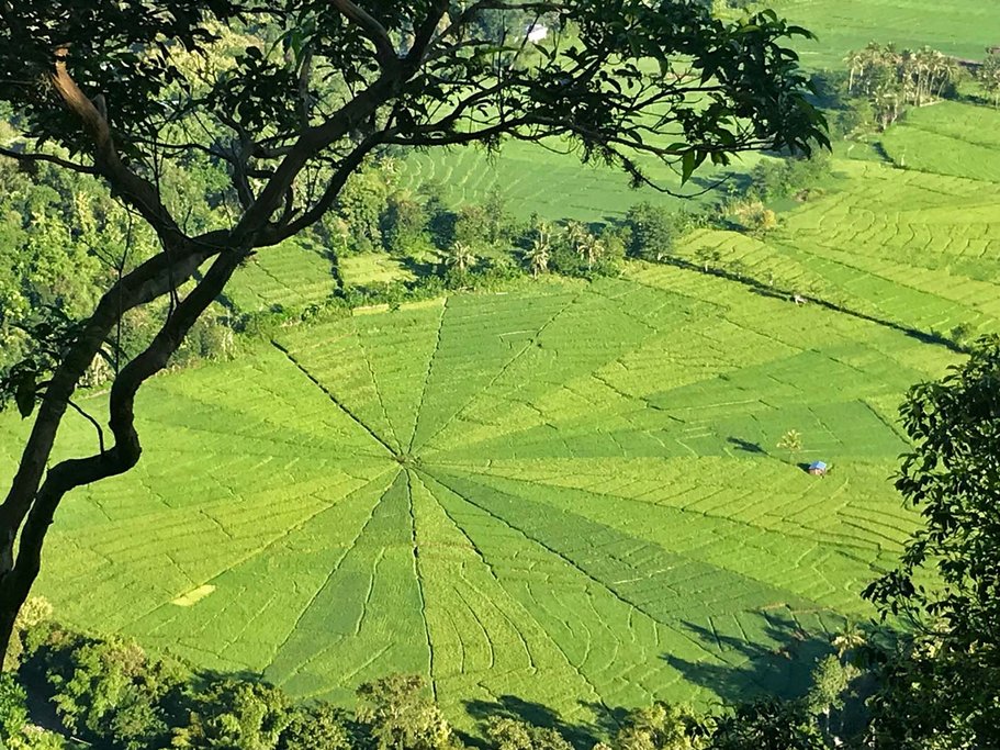 Spiderweb Ricefields