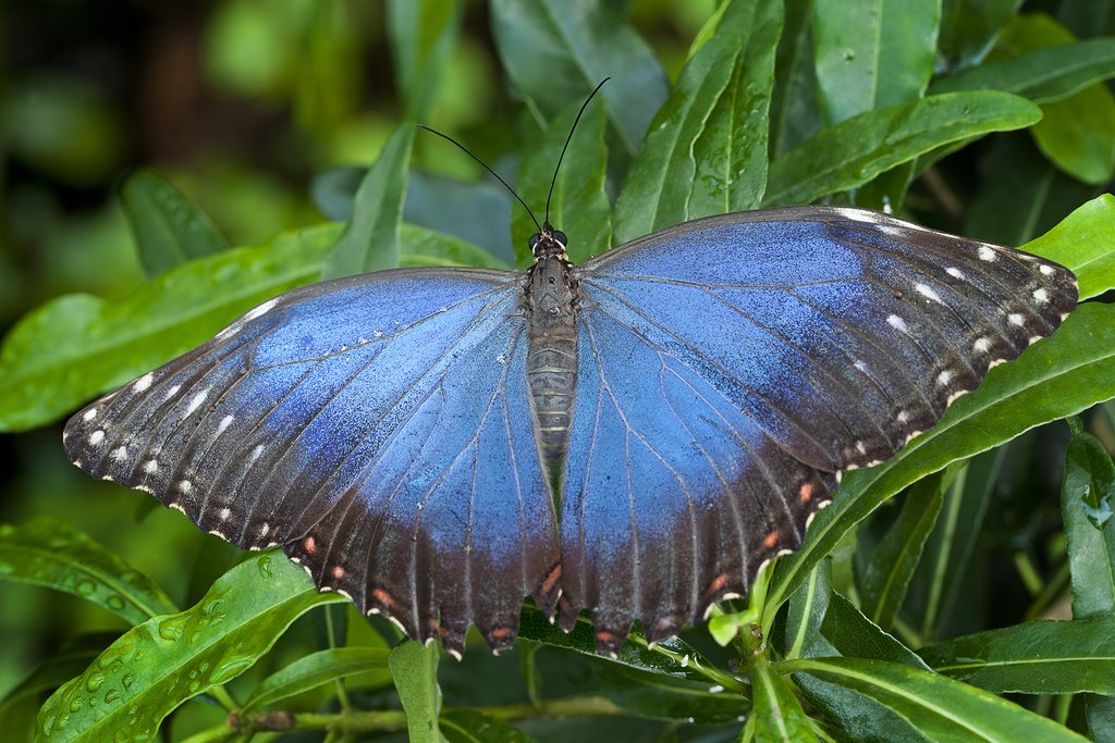 Learn about the butterfly life cycle at Pierella Garden