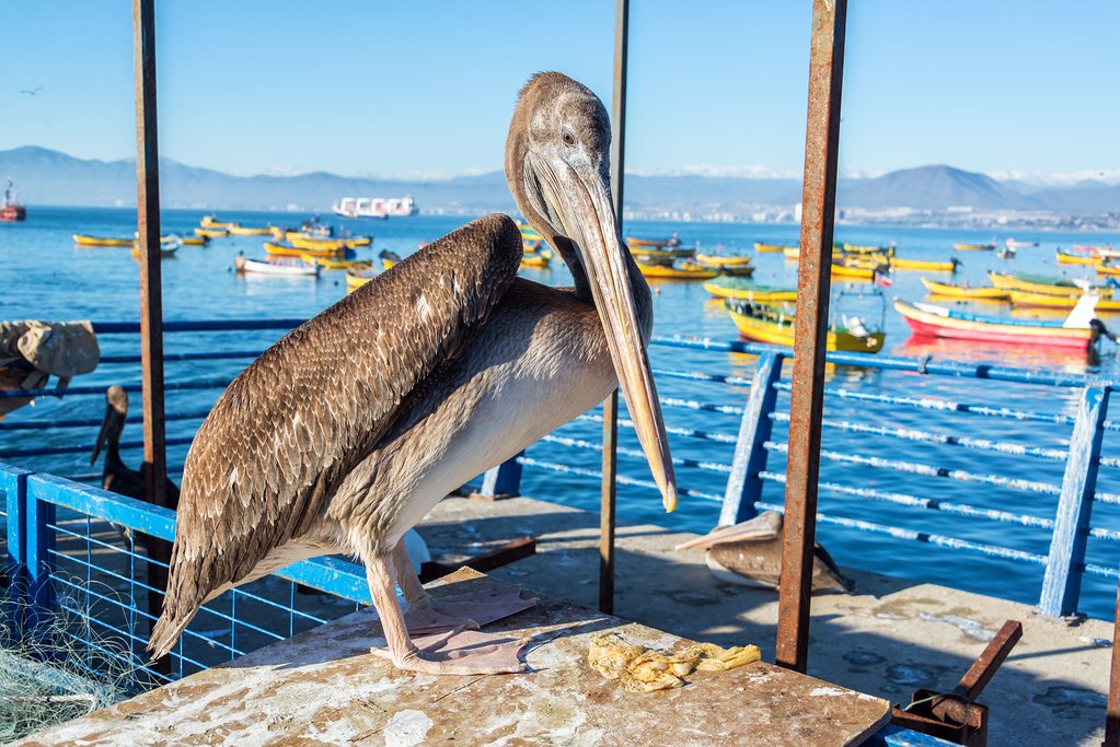 Look for pelican's along the coast