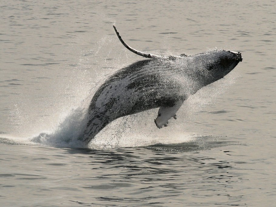 Go whale watching between May & November