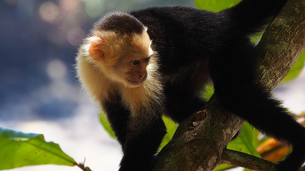 On a hike, visit local wildlife, including the white-faced monkey