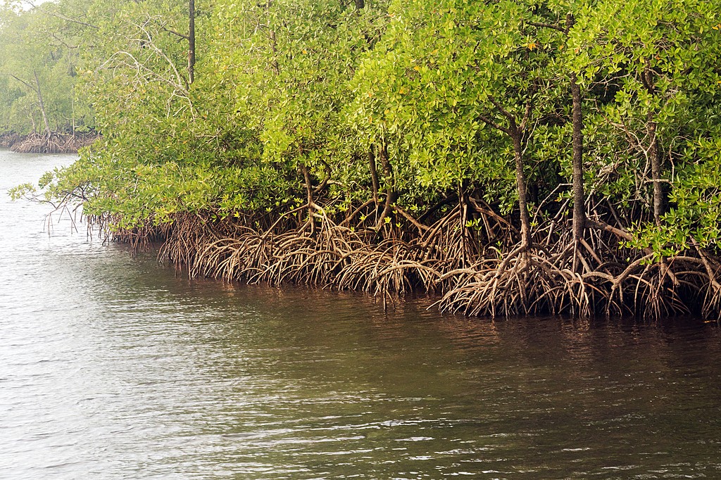 Mangrove Forest