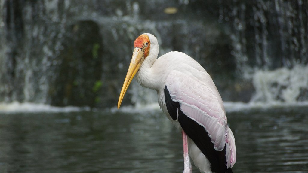 Wood storks are common in these wetlands