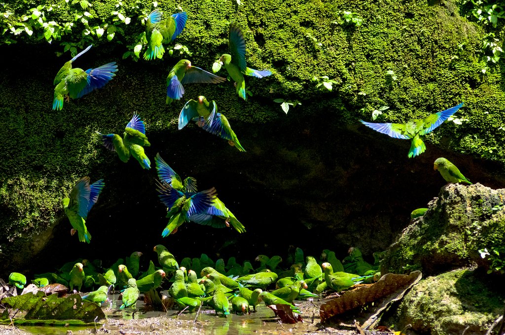 Parakeets in clay licking cave in Yasuni National Park