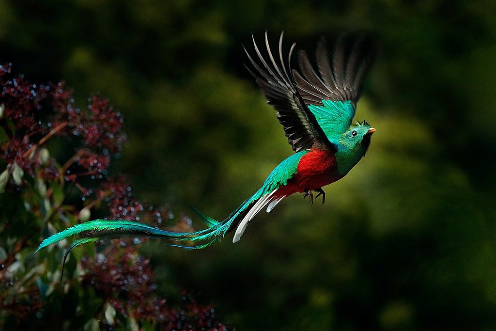 The resplendent quetzal in flight