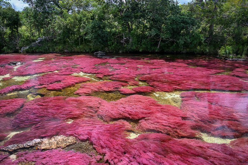 Caño Cristales
