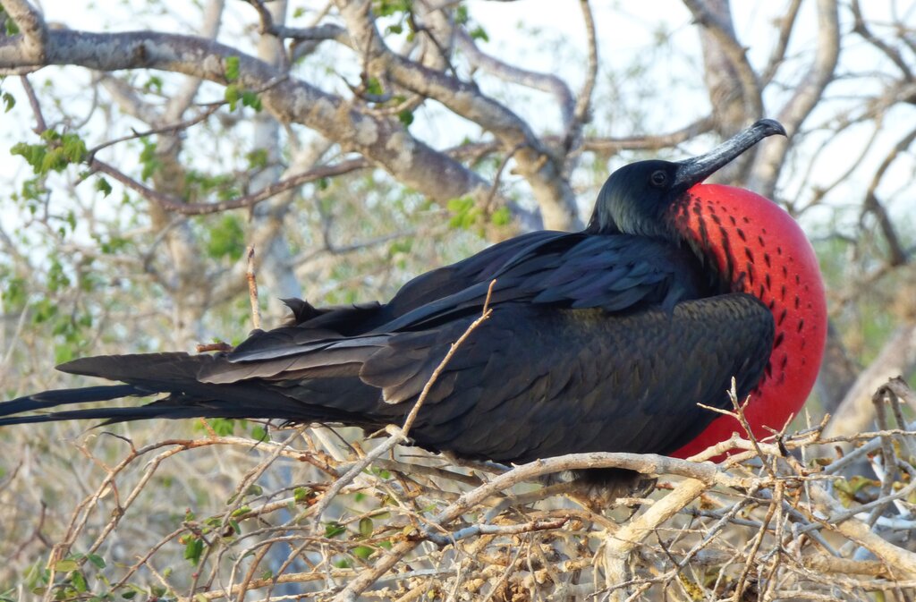 Frigate birds nesting on Tijeretas Hill