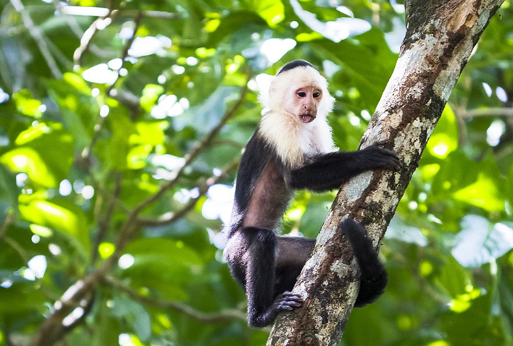 Costa Rica's capuchin monkeys