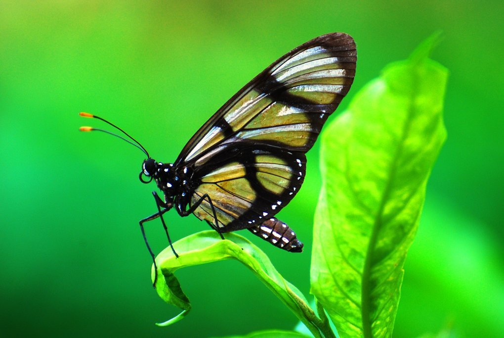 Butterfly in Yasuni