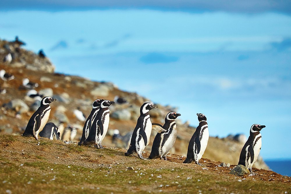 Visit the penguins on Magdalena Island