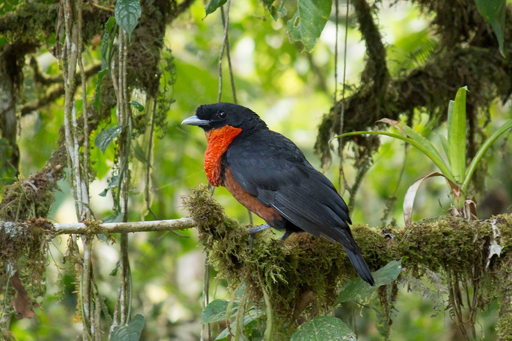Red-ruffed Fruitcrow