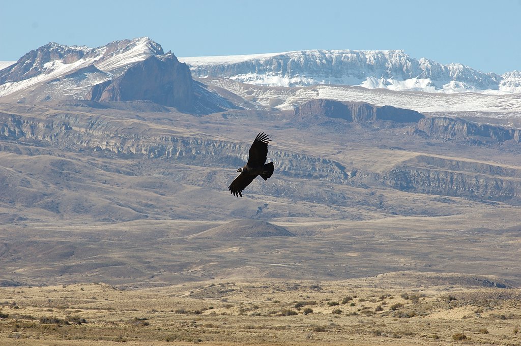 Condor
