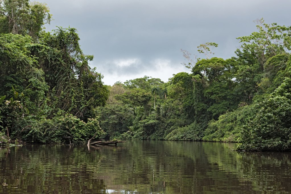 Rainforest on the banks of the Tortuguero River