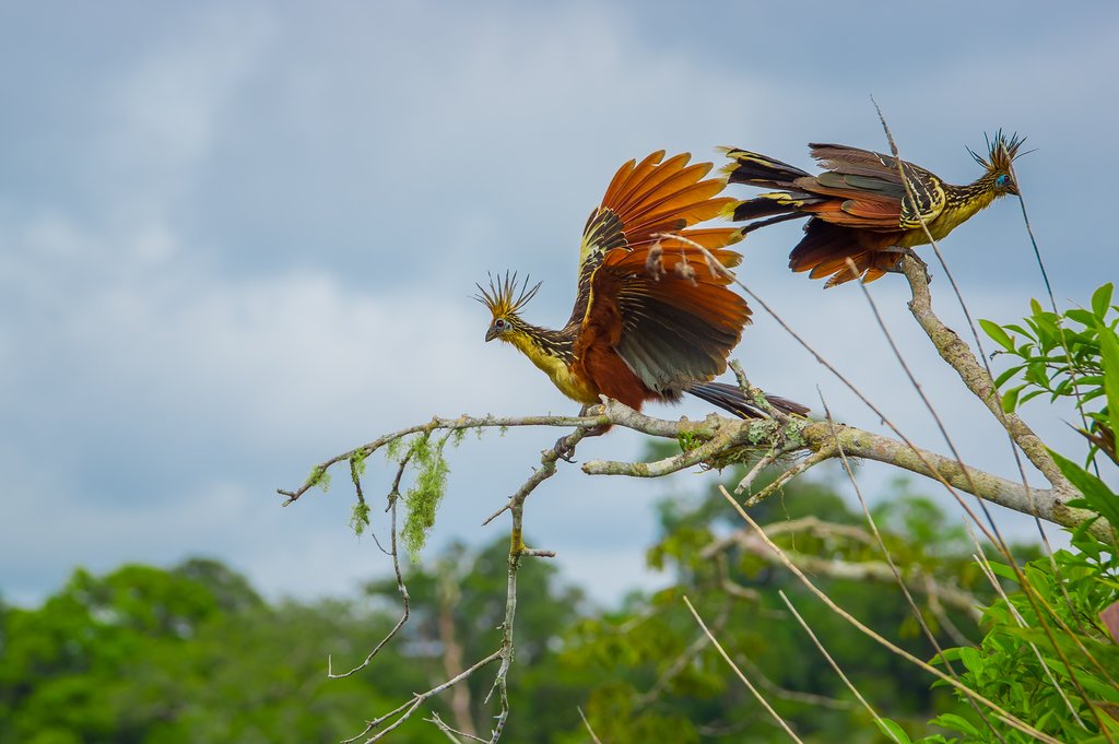 Hoatzin birds in the Amazon