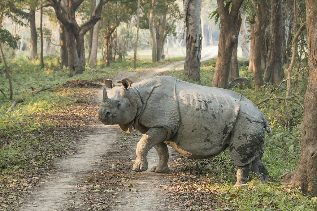 This large rhino is primarily found in northeastern India