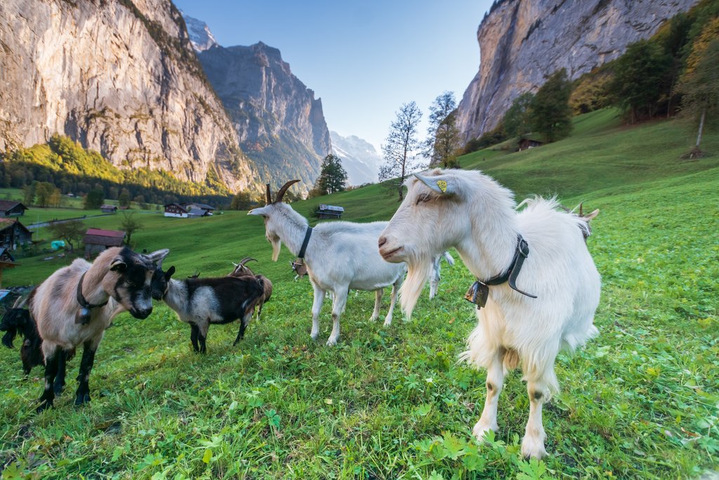 Goats grazing in the Lauterbrunnen Valley