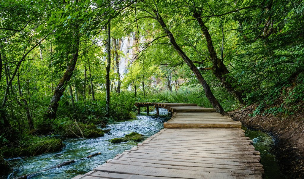 Boardwalks lead throughout the park