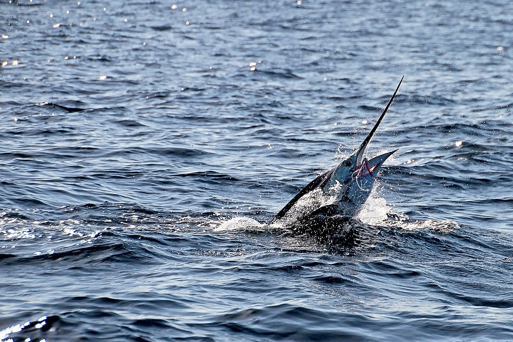 Fish for marlins, mahi-mahi, and more