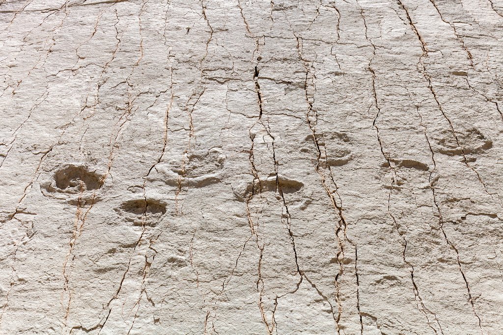 Preserved dinosaur footprints