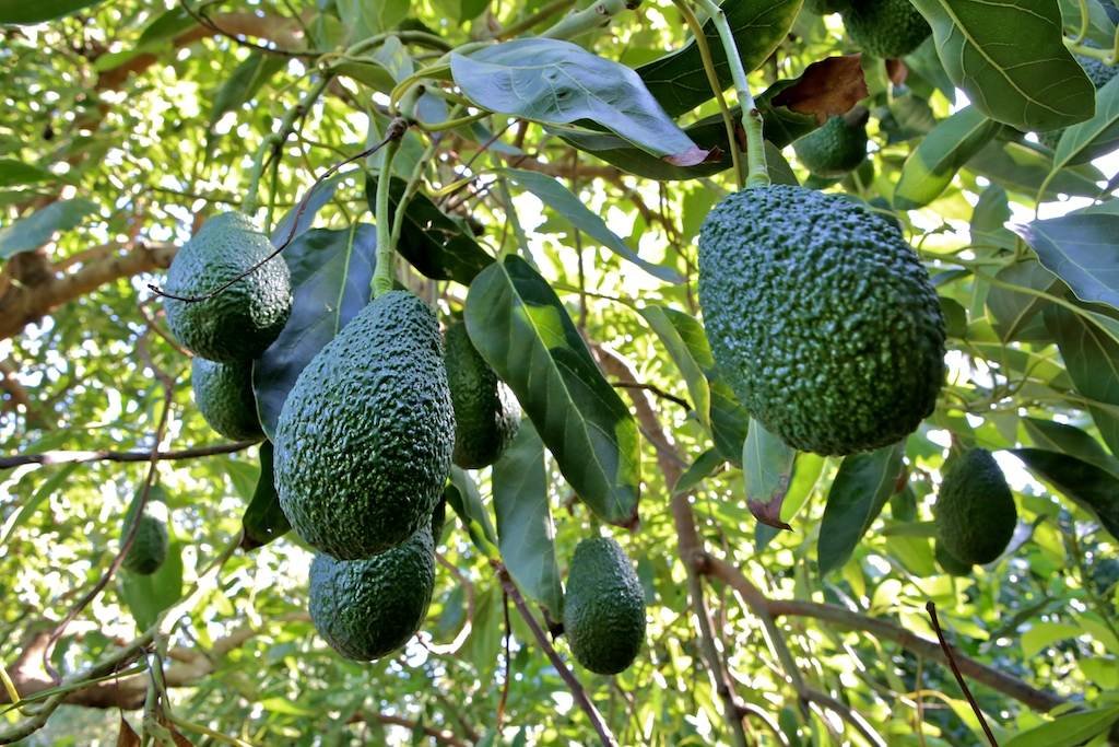Avocado trees