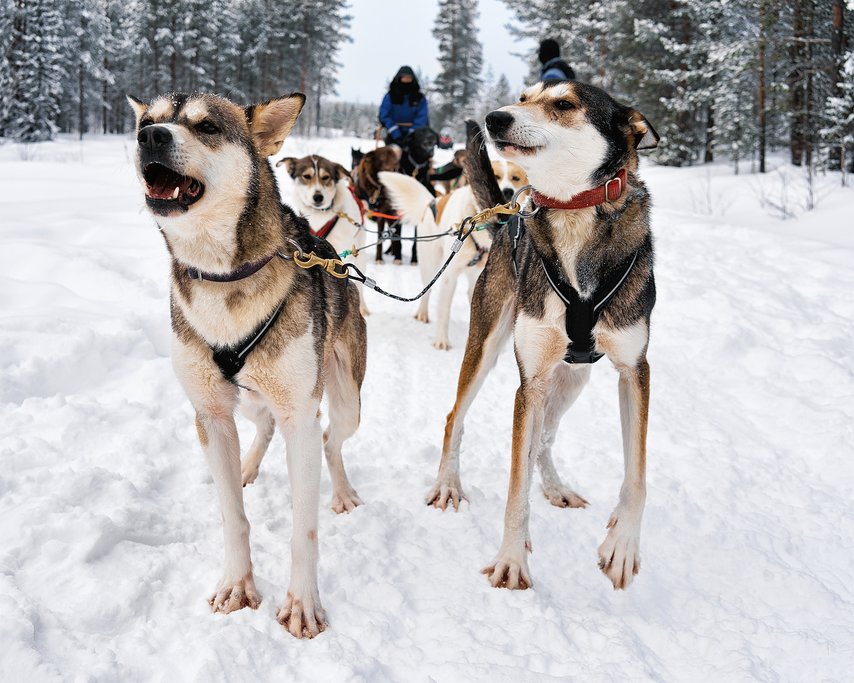 Huskies