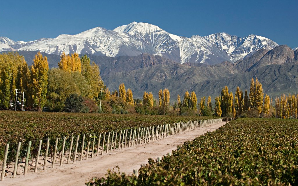 Discover Mendoza's vineyards