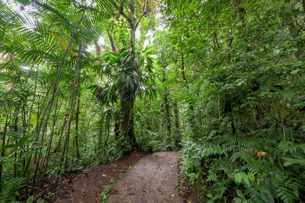 Walking trail in the cloud forest