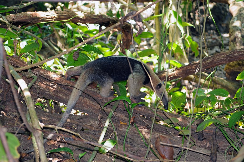 Braulio Carrillo National Park is home to 150 different types of mammals