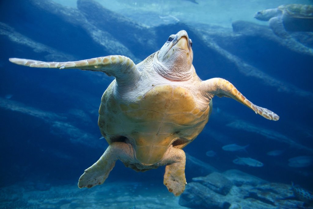 Leatherback turtle