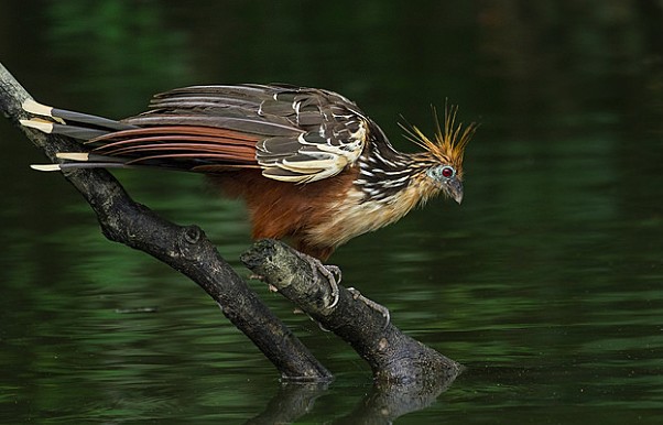 Hoatzin bird