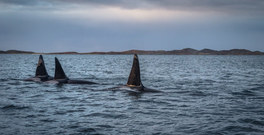 Whales along the Tromsø shores