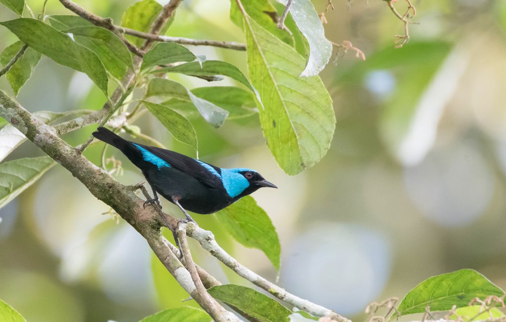 The scarlet-thighed dacnis