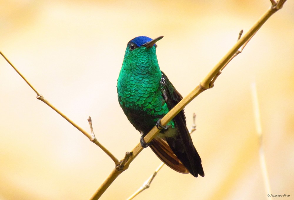Indigo-capped Hummingbird.