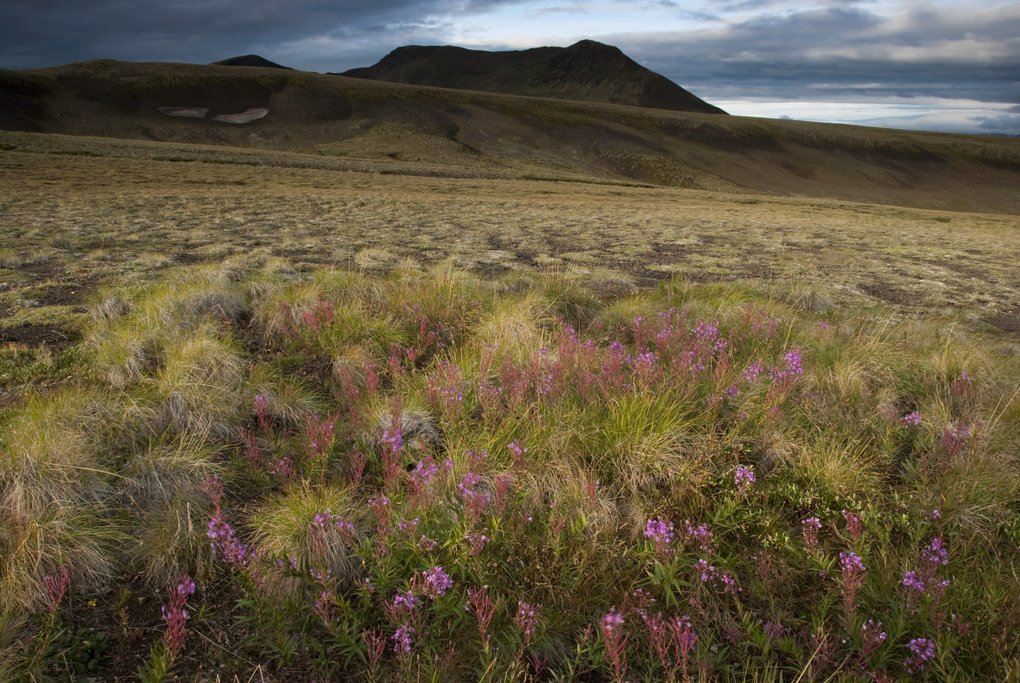 Sunset views of the tundra near Mount Edziza