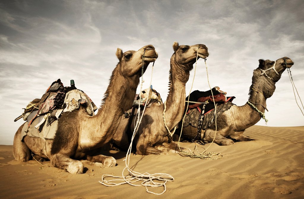 Camels in the Thar Desert