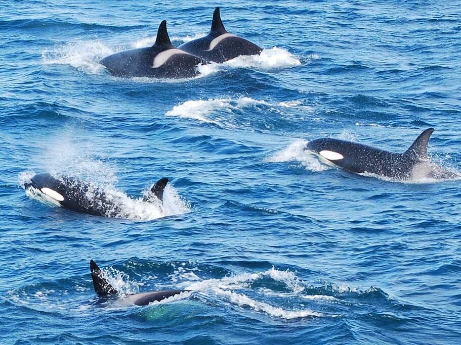 Reykjavík Classic Whale Watching