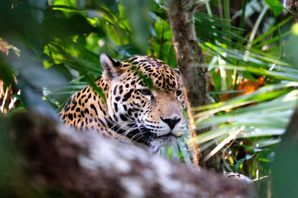 Jaguar at The Belize Zoo