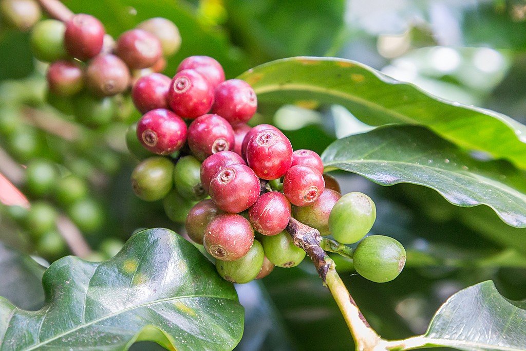 Learn all about local crops, including coffee beans