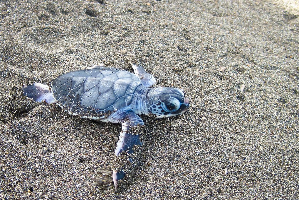 Nighttime Pacific Green Turtle Nesting Experience