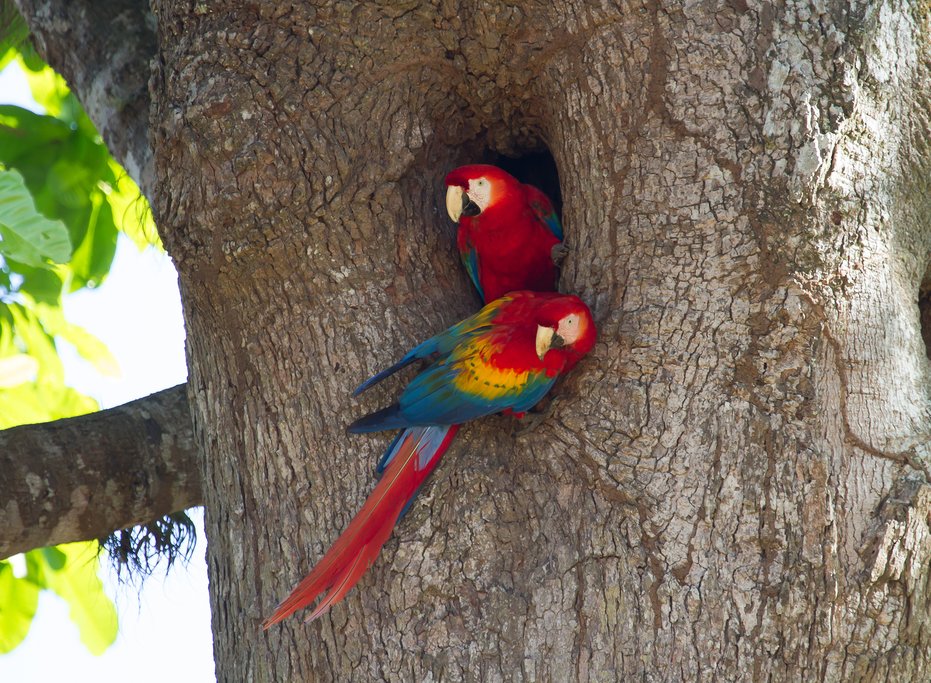 Go macaw spotting in Carara National Park