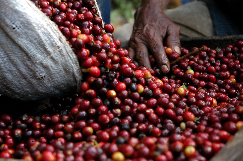 Sorting the harvest