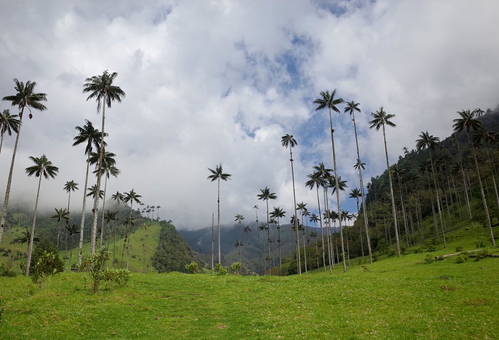 Wax palms