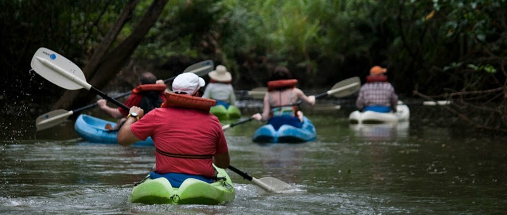 Kayaking through the mangroves