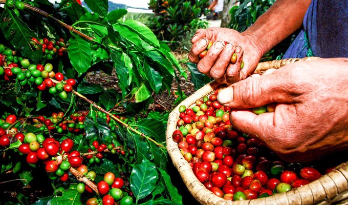 Coffee Tour with local farmers