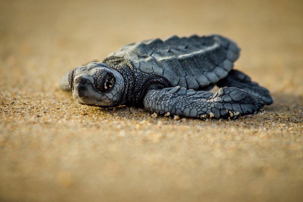 Say goodbye to Tortuguero's residents