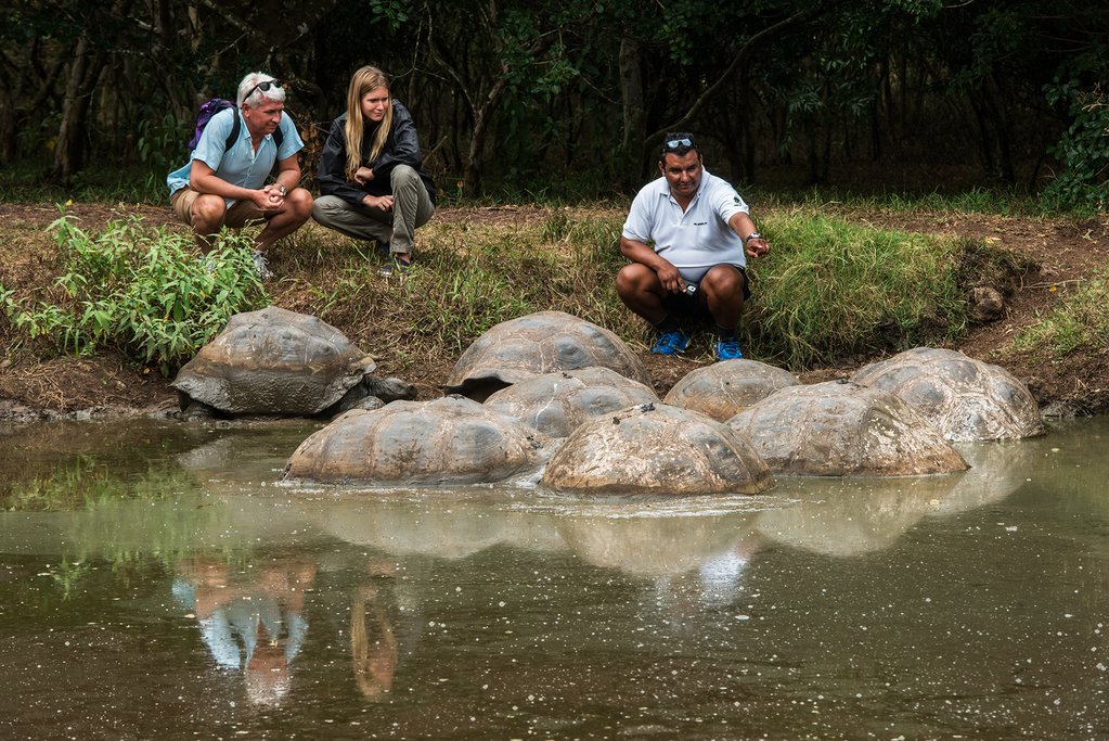 Adult Galapagos Tortoises
